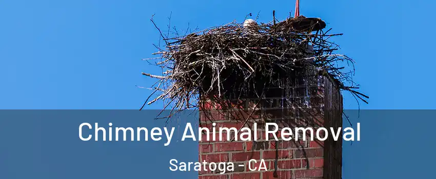  Chimney Animal Removal Saratoga - CA