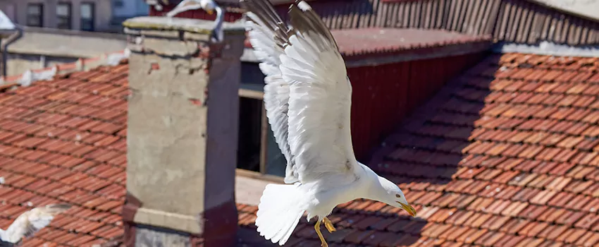 Residential Chimney Animal Removal Solution in Saratoga, CA